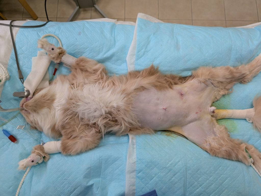 腹腔鏡下（補助下）停留精巣摘出