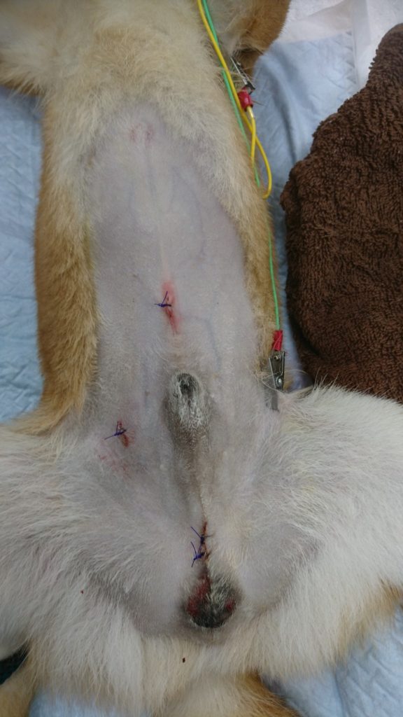 腹腔鏡下（補助下）停留精巣摘出