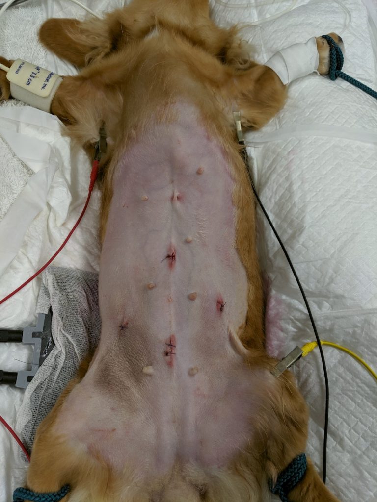 腹腔鏡下鼠径ヘルニア整復術