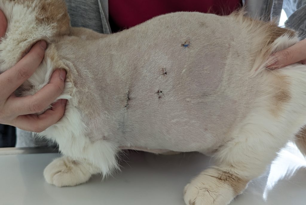 胸腔鏡下（補助下）肺葉切除